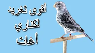 The Strongest Twitter Canary Agat أقوى تغريد لكناري أغات 