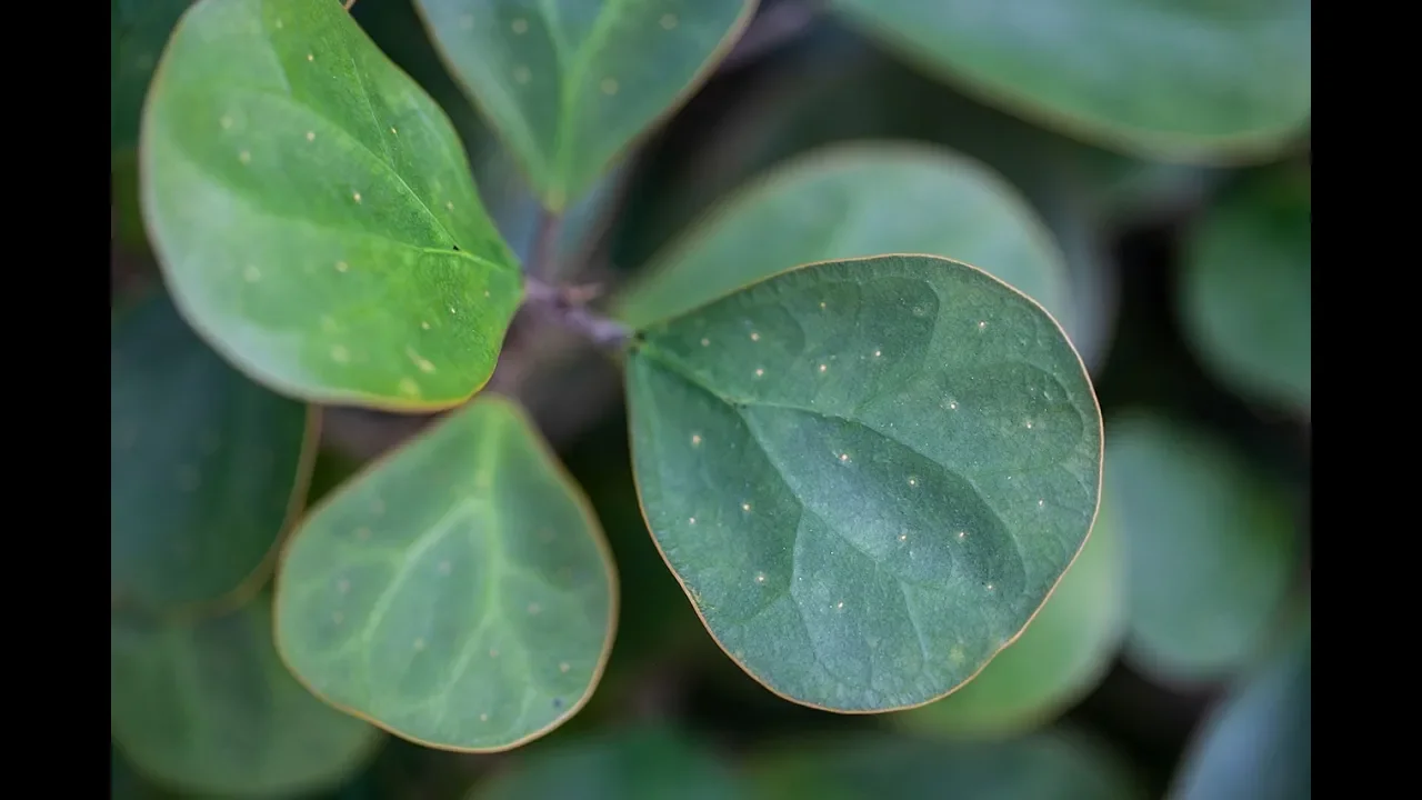 Fairchild Botanic Garden Tour — Plant One On Me — Ep. 094