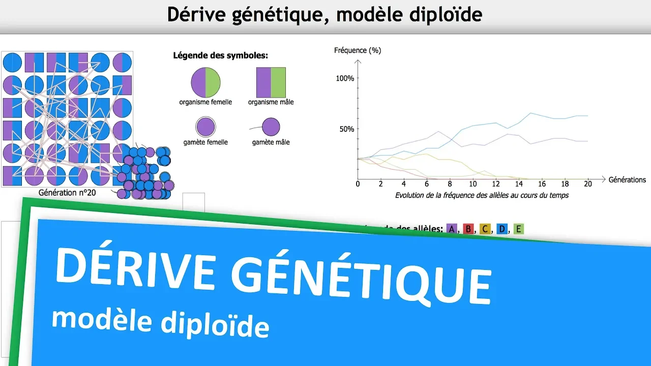 Tuto - Logiciel Dérive Génétique, modèle diploïde