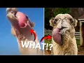 Do Camels Spit Out Their Hearts