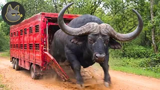 10 Animales Que Se Negaron A Ser Domesticados