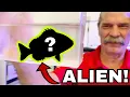WEIRD ALIEN FISH FOUND IN MUD PUDDLE HELP IDENTIFY