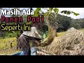 Download Lagu Cara Panen Padi Tempo Dulu,Panen Tradisional