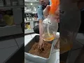 Cara Racik Tembakau Pakai Saos | Saos Tembakau Aroma Kopi
