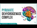Pyruvate dehydrogenase complex Animation - Mechanism Regulation and inhibitors USMLE Step 1