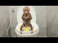 Download Lagu Smart BiBu knows how to go to the toilet by herself!