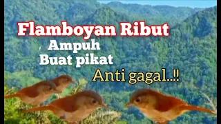 suara pikat flamboyan ribut paling ampuh
