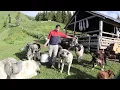 Download Lagu CÂINII sar noaptea în PĂDURE/Cum se face CAȘUL și JINTUITUL de pe URDĂ/La stâna lui Ștefan Ciunterei