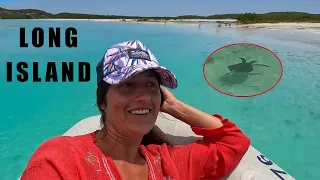 So many SEA TURTLES in Long Island [E326]