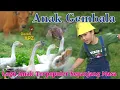 Download Lagu Anak Gembala | Lagu Terpopuler Sepanjang Masa | Lagu Anak Indonesia Terbaik