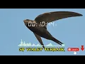 Download Lagu suara panggil burung walet asli bersih