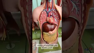 Where Is The Heart Located In The Chest Dr Abdelhakeem Hemdan 