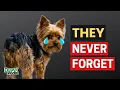 12 Things That Break Your Yorkshire Terrier s Heart