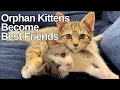 Download Lagu Orphan Kittens Become Best Friends