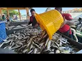 Download Lagu misi memburu ikan selar kuning dengan nelayan TFA2328 Kuala Marang 
