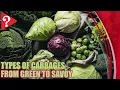 Types of Cabbages From Green to Savoy