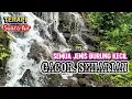 RAHASIA MASTERAN BURUNG KECIL: Suara Air + Burung Konin Bikin Burung Gacor Seharian!
