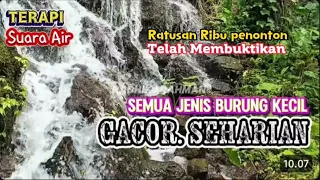 rahasia masteran burung kecil suara air burung konin bikin burung gacor seharian 