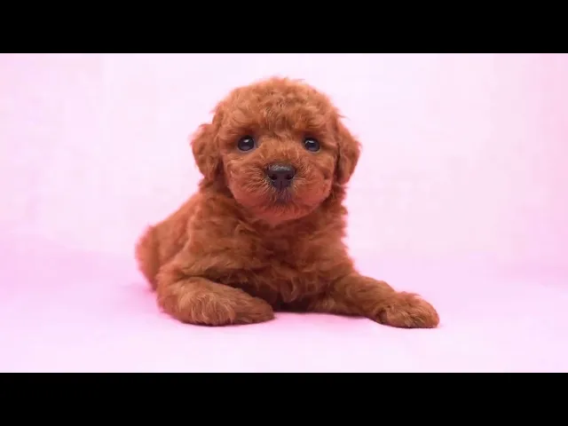 動画