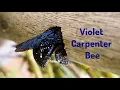 Download Lagu Violet Carpenter Bee 🐝 💜
