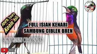 cukup 1 hari dengan masteran ini konin kamu langsung bongkar ciblek sambung kenari 