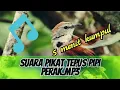 Download Lagu Suara pikat burung tepus pipi perak.mp3