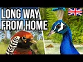 Download Lagu 11 Tropical And Non-Native Birds That Are Living In The UK