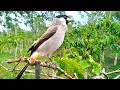 Download Lagu rawatan harian pikat BURUNG KUTILANG agar sehat dan bulu rapih