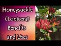 Honeysuckle Benefits and Uses