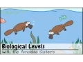 Biological Levels in Biology The World Tour