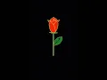 turtle graphics design python Rose flower design