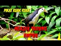 Download Lagu 🔴 Suara pikat ruak panggil teman ngajak tarung-kawin Tiếng chim quốc mồi hay #suarapikatmp3