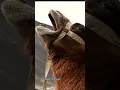 Download Lagu Suara Unta - Suara Unta Asli #shorts #camel  #animalsounds