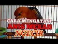 Download Lagu 🔴MENGATASI ANIS MERAH NGECIR ‼️DAN APA PENYEBABNYA⁉️‼️