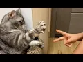 Download Lagu These CATS Are Too Silly 😂 Funniest Cat Videos 2025