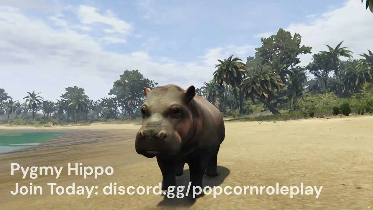 Pygmy Hippo