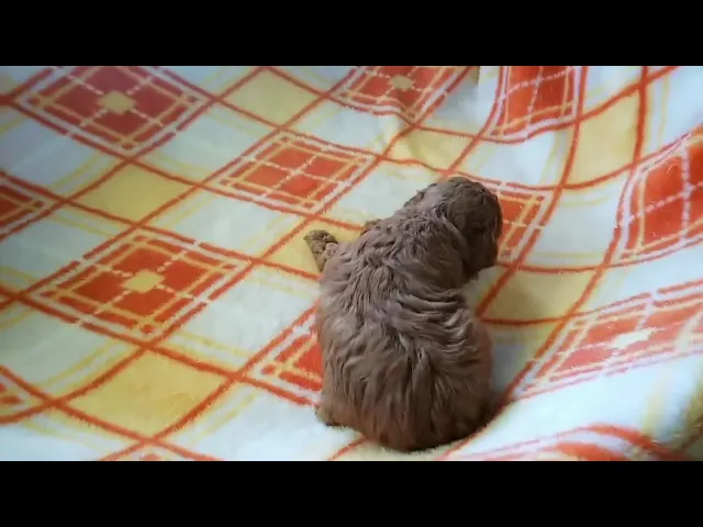 動画