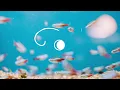 Mercedes Nasta - Paricutín (El Búho Edit)