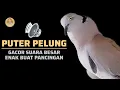 Pancingan Puter Pelung Gacor Suara Besar Kuwok Tebal ‼️ #puterpelung #anggungan