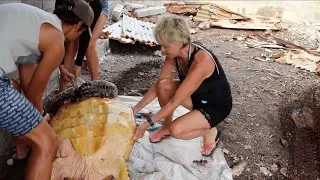 ENDANGERED TURTLE RESCUED FROM ILLEGAL FISHERMAN