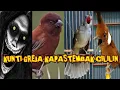 Download Lagu MASTERAN KUNTILANAK GREJA CILILIN KAPAS TEMBAK !!TERBARU MUDAH DITIRU !