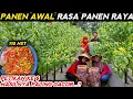 Download Lagu 🔴 PANEN CABE SNIPER PETIKAN KE 6 HASILNYA PALING GACOR ‼️ #mitrapertanianchannel 