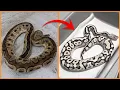Lori Dg Hypo Clown Ball Python Clutch Reveal What Did We Get