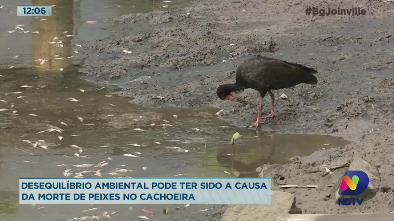 Desequilíbrio ambiental pode ter sido a causa da morte de peixes no Cachoeira