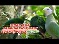 Download Lagu 🔴suara burung Walik kembang hijau
