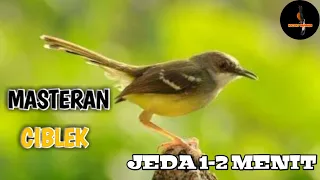 masteran ciblek jeda 1 2 menit