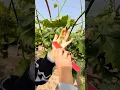 Download Lagu Easy Grape Thinning Technique for Enhanced Quality #farmingtechniques @RomFarm