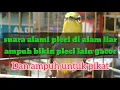 Download Lagu suara alami pleci di alam liar ampuh untuk pikat dan ampuh bikin gacor