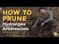How to prune Hydrangea Arborescens with Rick Brookman