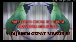 masteran untuk cucak ijo anda ijo isian pijantung mix kunti suara jernih 